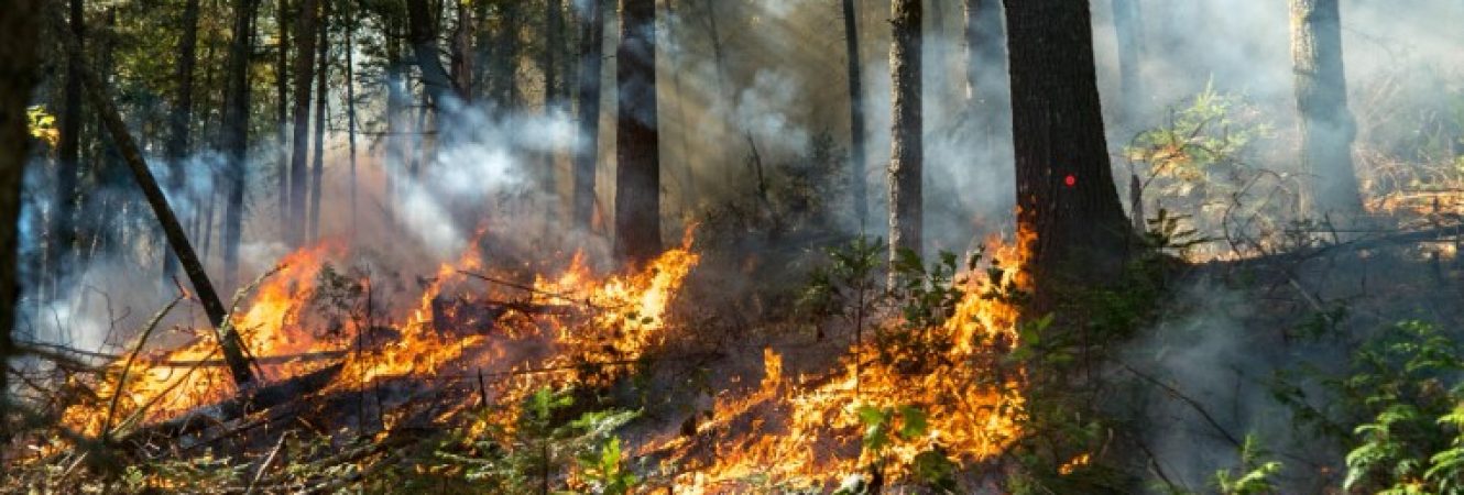 feu de foret